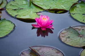 plante pour bassin