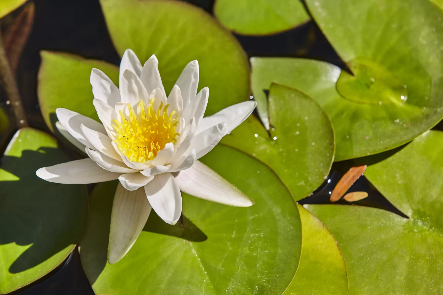 plante pour bassin