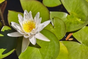 plante pour bassin