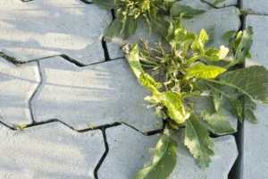 vinaigre blanc désherbant interdit