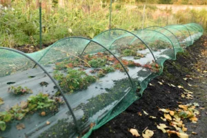 serre et tunnel de jardin