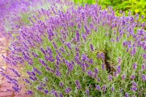 plante qui supporte la chaleur et le soleil