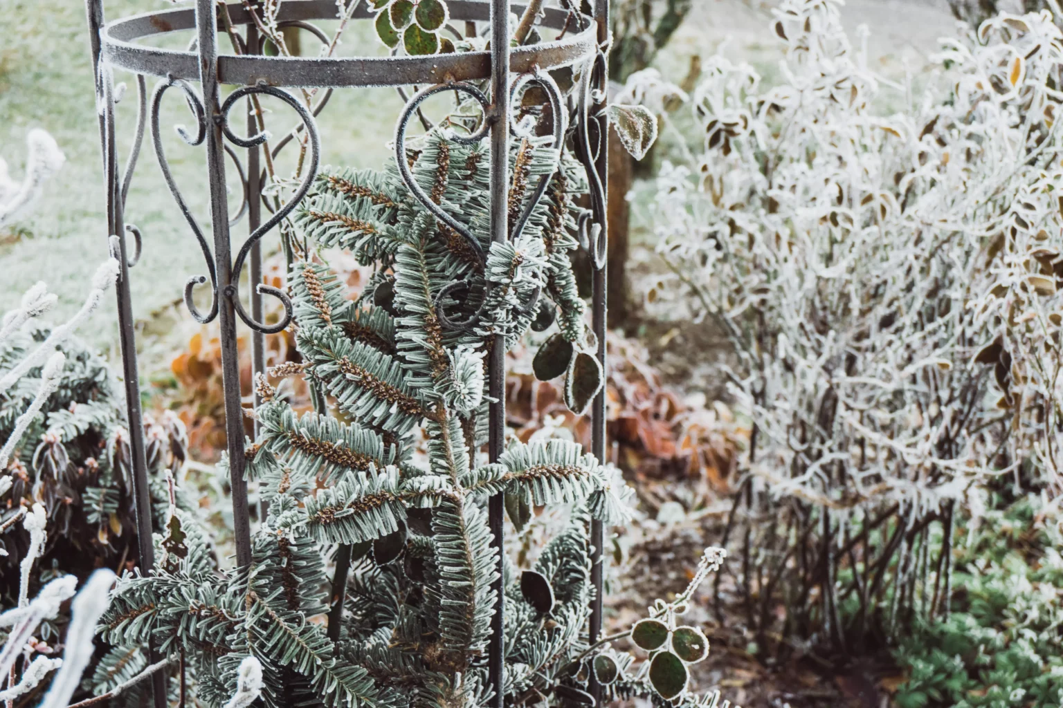protection des plantes en hiver
