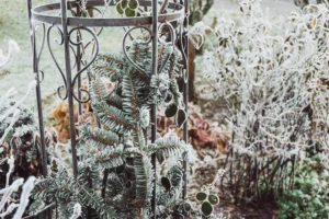 protection des plantes en hiver