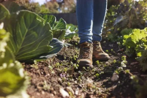 Que planter en automne