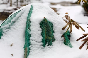 protection des plantes en hiver